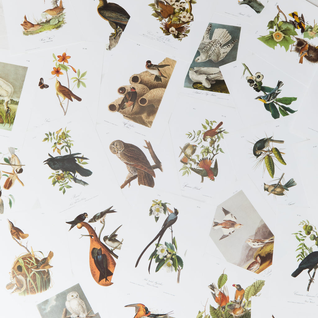 Bird Prints
